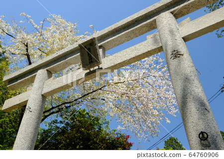 Torii and cherry blossoms at a shrine (Umehime Town, Nara City, Nara Prefecture) Torii and cherry blossoms at a shrine (Umehime Town, Nara City, Nara Prefecture) 64760906
