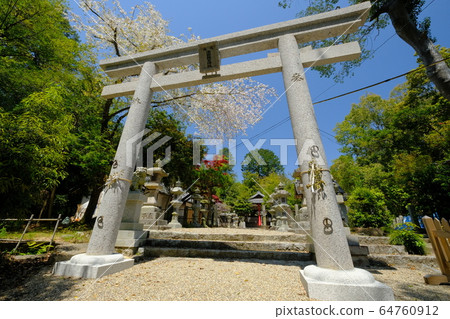Torii and cherry blossoms at a shrine (Umehime Town, Nara City, Nara Prefecture) Torii and cherry blossoms at a shrine (Umehime Town, Nara City, Nara Prefecture) 64760912
