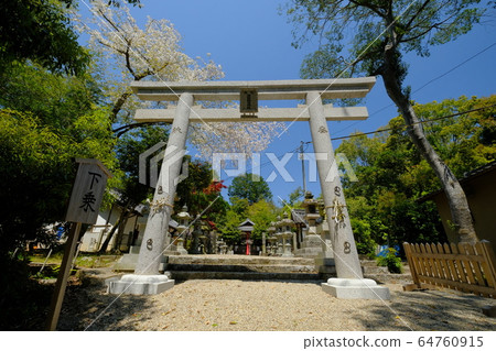 Torii and cherry blossoms at a shrine (Umehime Town, Nara City, Nara Prefecture) Torii and cherry blossoms at a shrine (Umehime Town, Nara City, Nara Prefecture) 64760915