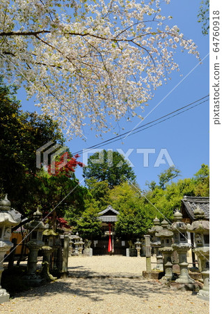 神社的鳥居和櫻花（奈良縣奈良市梅姬町） 64760918