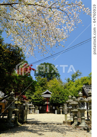 神社的鳥居和櫻花(奈良縣奈良市梅姬町) 神社的鳥居和櫻花(奈良縣奈良市梅姬町) 64760919