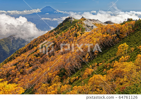 Mt. Fuji and yellow leaves of Betula birch seen from the ridgeline of Mt. 64761126