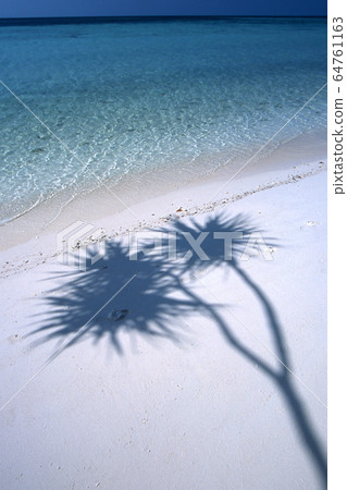 Palm tree shade Palm tree shade 64761163