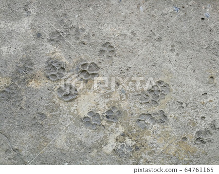 Footprints of the dog on wet cement ground until dry Footprints of the dog on wet cement ground until dry 64761165