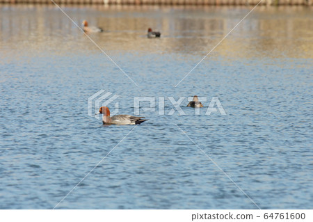 Male duck 64761600