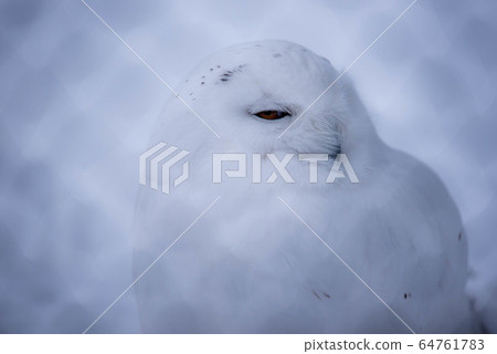 Midwinter zoo 64761783