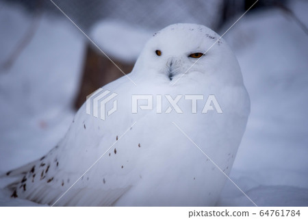 Midwinter zoo Midwinter zoo 64761784