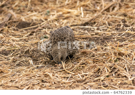 Bird 5 assimilated with the ground found in Ngorongoro, Tanzania Bird 5 assimilated with the ground found in Ngorongoro, Tanzania 64762339