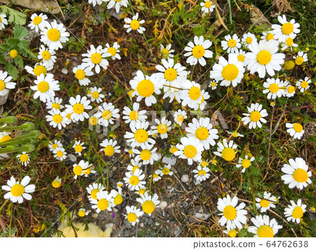Bellis perennis is a common European species of Bellis perennis is a common European species of 64762638