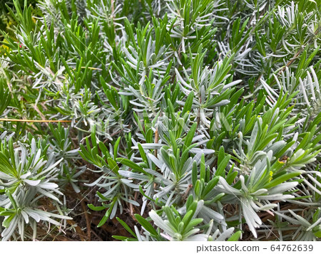 Lavandula is a genus of 47 known species of 64762639