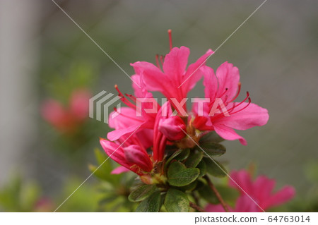 Spring color 64763014