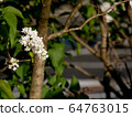 White lilac 64763015
