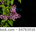 Elegant lilac 64763016