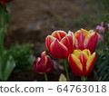 Bright flower tulip 64763018