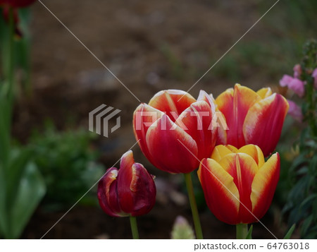 鮮豔的花朵鬱金香 64763018
