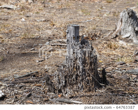 Stump of a decayed tree in the wasteland Stump of a decayed tree in the wasteland 64763387