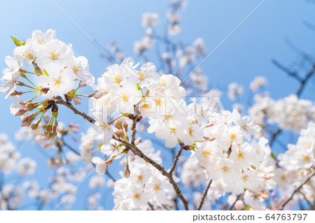 A picture of cherry blossoms. Image of spring. Image of new semester, entrance and graduation. A picture of cherry blossoms. Image of spring. Image of new semester, entrance and graduation. 64763797