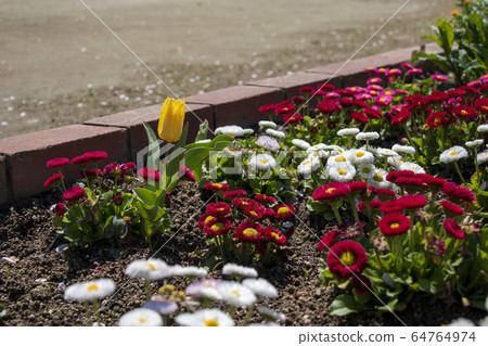 Flower bed with yellow tulips and daisies Flower bed with yellow tulips and daisies 64764974