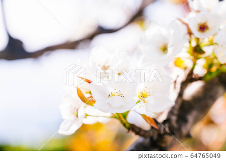 Pear flowers 64765049