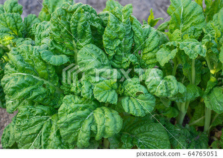 And vegetables 64765051