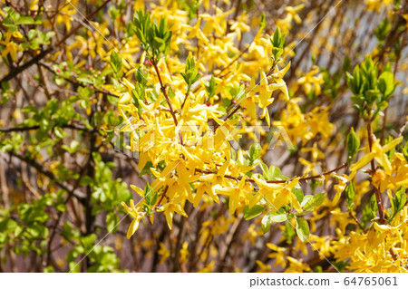 forsythia forsythia 64765061