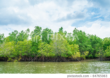 Mangrove tree in tropical rain forest sunny day Mangrove tree in tropical rain forest sunny day 64765063