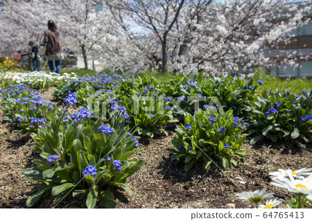 Spring landscape with forget-me-nots and cherry blossoms Spring landscape with forget-me-nots and cherry blossoms 64765413