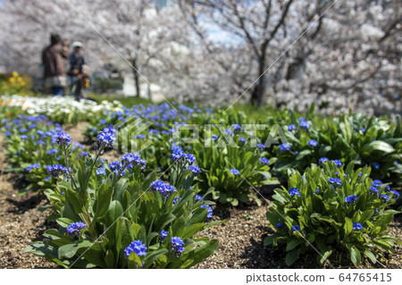 Spring landscape with forget-me-nots and cherry blossoms 64765415