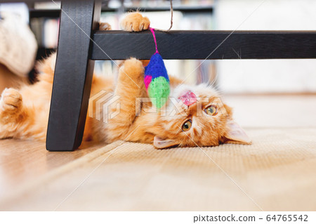 Cute ginger kitten plays with toy mouse on rope. Fluffy pet lies on carpet under black wooden chair. Domestic playful animal in cozy home. 64765542