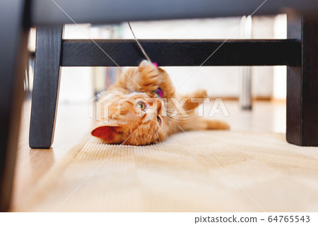 Cute ginger kitten plays with toy mouse on rope. Fluffy pet lies on carpet under black wooden chair. Domestic playful animal in cozy home. Cute ginger kitten plays with toy mouse on rope. Fluffy pet lies on carpet under black wooden chair. Domestic playful animal in cozy home. 64765543