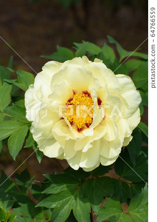 Peony 64766559