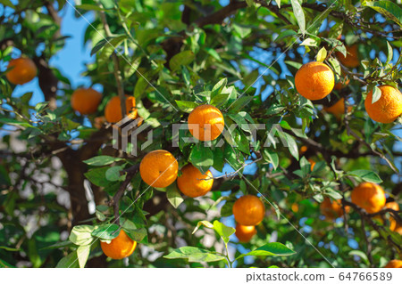 Juicy tangerines on a tree branch 64766589