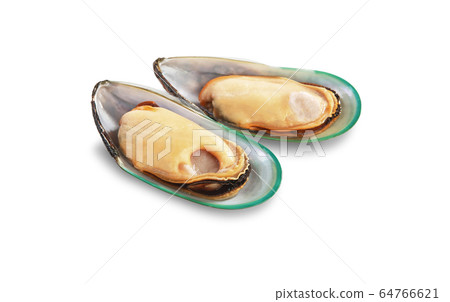 Two raw New Zealand mussels Two raw New Zealand mussels 64766621