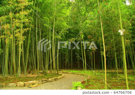 Okusagano安靜的G園寺(京都宇京區)的竹林 Okusagano安靜的G園寺(京都宇京區)的竹林 64766706