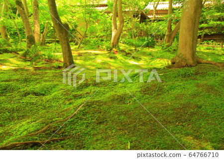 奧克薩加諾的ion園寺（京都烏京區）的寧靜綠色世界 64766710