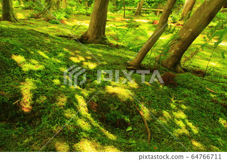 奧克薩加諾的ion園寺(京都烏京區)的寧靜綠色世界 奧克薩加諾的ion園寺(京都烏京區)的寧靜綠色世界 64766711