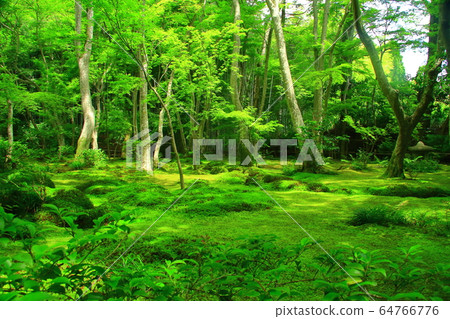 奧克薩加諾的ion園寺(京都烏京區)的寧靜綠色世界 奧克薩加諾的ion園寺(京都烏京區)的寧靜綠色世界 64766776