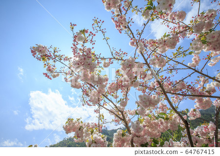 普賢象櫻晚櫻 64767415
