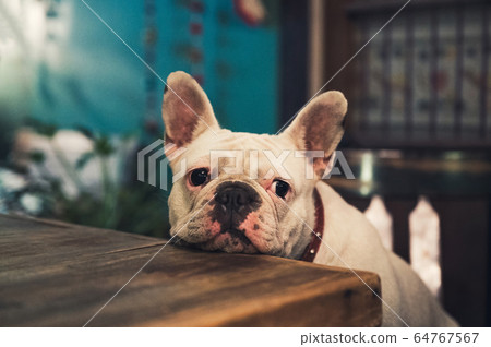 White French Bulldog sitting and waiting on wooden 64767567