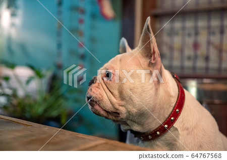 Adorable white French Bulldog sitting and looking 64767568