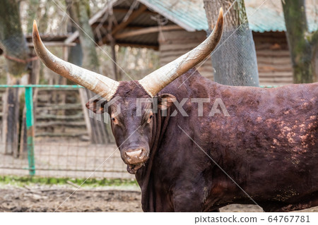 bull is dark brown with big white horns vatusi, 64767781