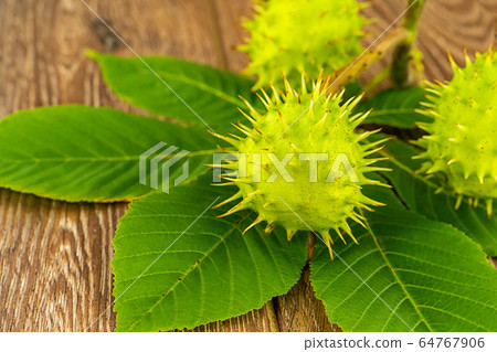 spiky green chestnut fruit lies on green large 64767906