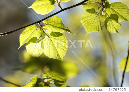 Spring linden leaves on a twig in the forest 64767925