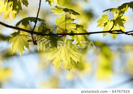 Spring maple leaves in the forest 64767926