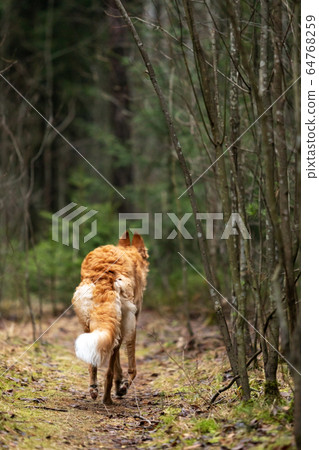Puppy borzoi walks outdoor at autumn day Puppy borzoi walks outdoor at autumn day 64768259