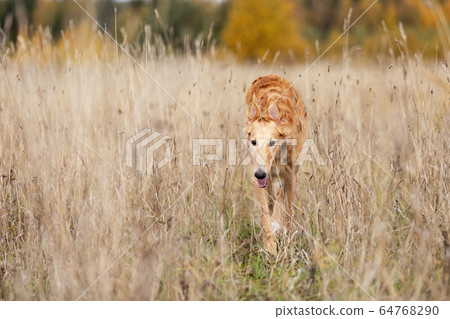 Puppy borzoi walks outdoor at summer day 64768290