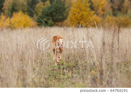 Puppy borzoi walks outdoor at summer day 64768291