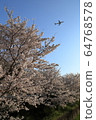 Sakura and airplane in full bloom 64768578