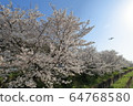 Sakura and airplane in full bloom 64768580