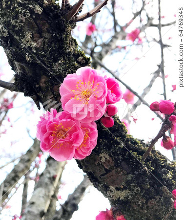 紅梅和樹枝 64769348